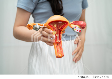 Uterus, Asian, woman holding human anatomy model. Uterus, Asian, woman holding human anatomy model. 134424320