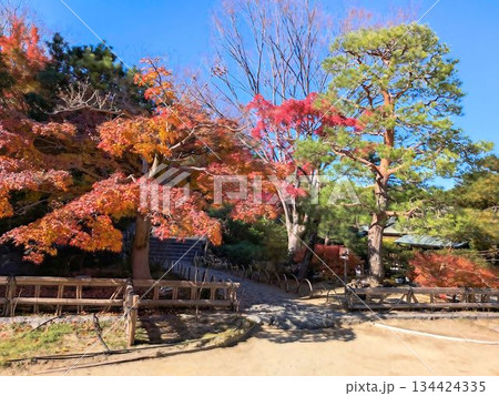 白鳥庭園の紅葉 白鳥庭園の紅葉 134424335