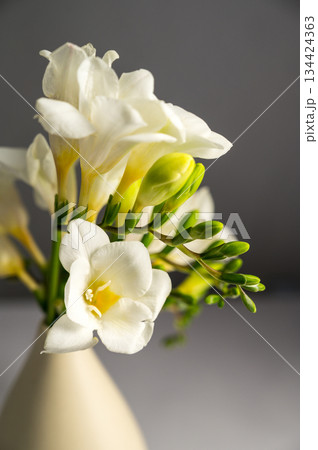 White floral spring, easter background. Freesia white flowers in vase, copy space White floral spring, easter background. Freesia white flowers in vase, copy space 134424363