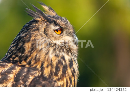 European Eagle Owl European Eagle Owl 134424382