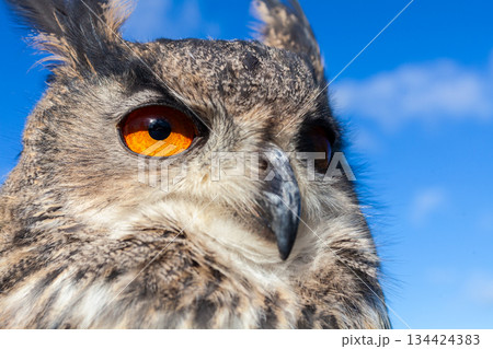 European Eagle Owl European Eagle Owl 134424383