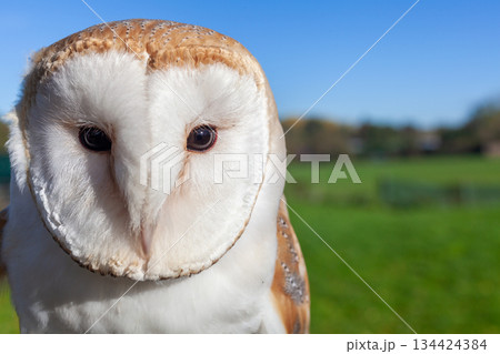 Barn Owl Barn Owl 134424384