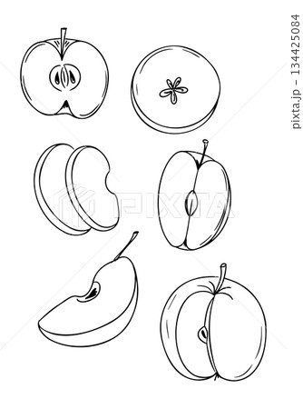 Hand drawn outline of various apple slices and cross-sections in black and white. Concept of fruit anatomy, healthy eating and natural food illustration 134425084