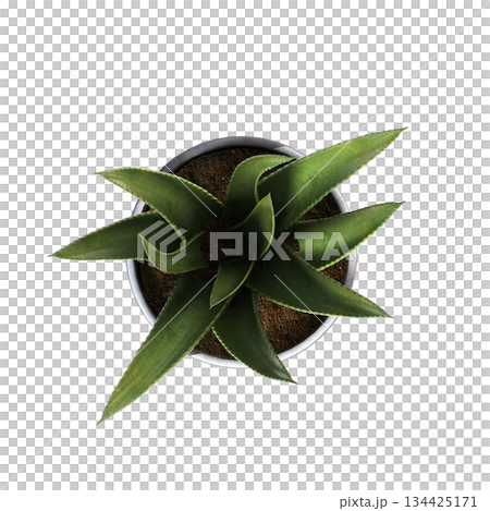 decorative flowers and plants for the interior, top view, isolated on transparent background, 3D illustration, cg render decorative flowers and plants for the interior, top view, isolated on transparent background, 3D illustration, cg render 134425171