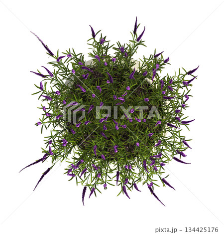 decorative flowers and plants for the interior, top view, isolated on transparent background, 3D illustration, cg render 134425176