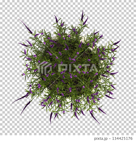 decorative flowers and plants for the interior, top view, isolated on transparent background, 3D illustration, cg render 134425176