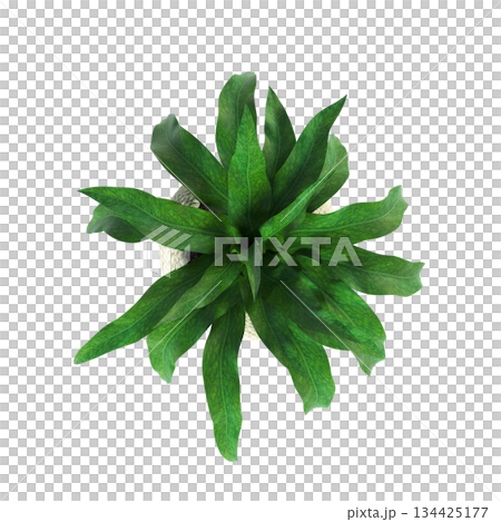 decorative flowers and plants for the interior, top view, isolated on transparent background, 3D illustration, cg render 134425177