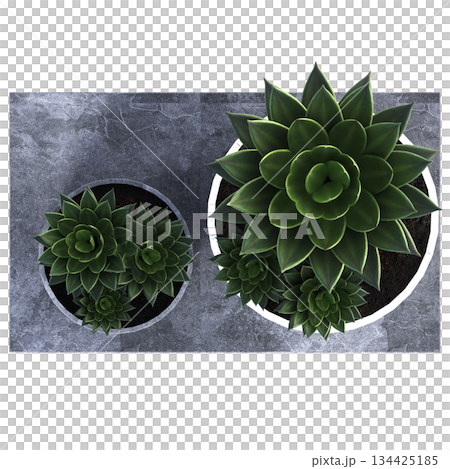 decorative flowers and plants for the interior, top view, isolated on transparent background, 3D illustration, cg render decorative flowers and plants for the interior, top view, isolated on transparent background, 3D illustration, cg render 134425185