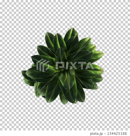 decorative flowers and plants for the interior, top view, isolated on transparent background, 3D illustration, cg render decorative flowers and plants for the interior, top view, isolated on transparent background, 3D illustration, cg render 134425188