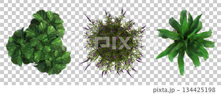 decorative flowers and plants for the interior, top view, isolated on transparent background, 3D illustration, cg render decorative flowers and plants for the interior, top view, isolated on transparent background, 3D illustration, cg render 134425198