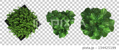 decorative flowers and plants for the interior, top view, isolated on transparent background, 3D illustration, cg render decorative flowers and plants for the interior, top view, isolated on transparent background, 3D illustration, cg render 134425199
