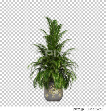 decorative flowers and plants for the interior, isolated on transparent background, 3D illustration, cg render decorative flowers and plants for the interior, isolated on transparent background, 3D illustration, cg render 134425246