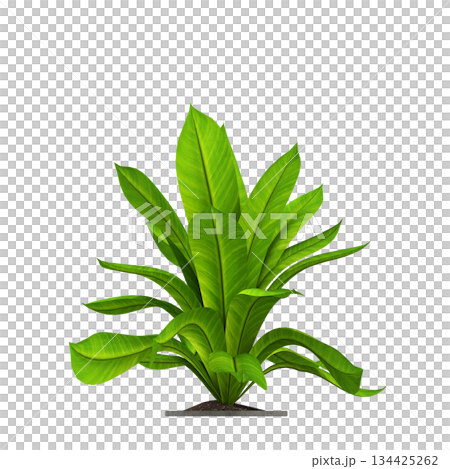 decorative flowers and plants for the interior, isolated on transparent background, 3D illustration, cg render decorative flowers and plants for the interior, isolated on transparent background, 3D illustration, cg render 134425262