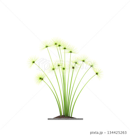 decorative flowers and plants for the interior, isolated on transparent background, 3D illustration, cg render decorative flowers and plants for the interior, isolated on transparent background, 3D illustration, cg render 134425263