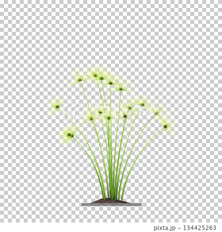 decorative flowers and plants for the interior, isolated on transparent background, 3D illustration, cg render decorative flowers and plants for the interior, isolated on transparent background, 3D illustration, cg render 134425263