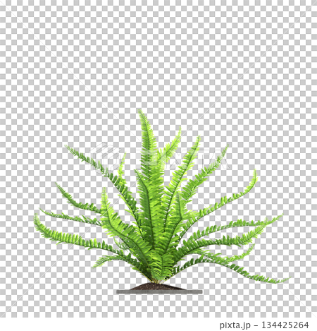 decorative flowers and plants for the interior, isolated on transparent background, 3D illustration, cg render decorative flowers and plants for the interior, isolated on transparent background, 3D illustration, cg render 134425264
