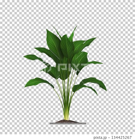 decorative flowers and plants for the interior, isolated on transparent background, 3D illustration, cg render 134425267