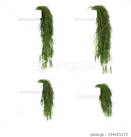decorative flowers and plants for the interior, isolated on transparent background, 3D illustration, cg render 134425273