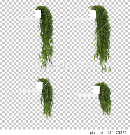 decorative flowers and plants for the interior, isolated on transparent background, 3D illustration, cg render 134425273