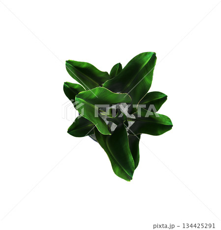 decorative flowers and plants for the interior, top view, isolated on transparent background, 3D illustration, cg render decorative flowers and plants for the interior, top view, isolated on transparent background, 3D illustration, cg render 134425291