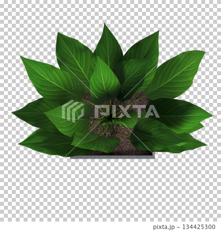 decorative flowers and plants for the interior, top view, isolated on transparent background, 3D illustration, cg render decorative flowers and plants for the interior, top view, isolated on transparent background, 3D illustration, cg render 134425300