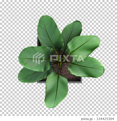 decorative flowers and plants for the interior, top view, isolated on transparent background, 3D illustration, cg render 134425304