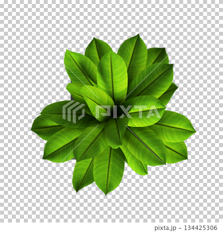 decorative flowers and plants for the interior, top view, isolated on transparent background, 3D illustration, cg render decorative flowers and plants for the interior, top view, isolated on transparent background, 3D illustration, cg render 134425306