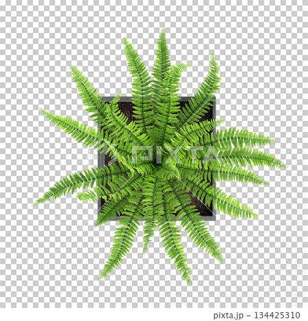 decorative flowers and plants for the interior, top view, isolated on transparent background, 3D illustration, cg render decorative flowers and plants for the interior, top view, isolated on transparent background, 3D illustration, cg render 134425310