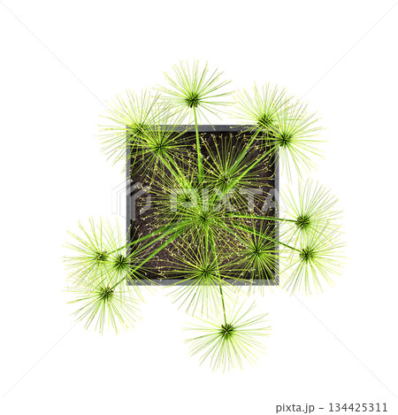 decorative flowers and plants for the interior, top view, isolated on transparent background, 3D illustration, cg render decorative flowers and plants for the interior, top view, isolated on transparent background, 3D illustration, cg render 134425311