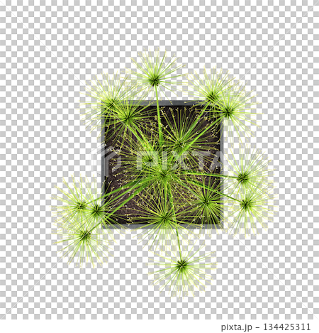 decorative flowers and plants for the interior, top view, isolated on transparent background, 3D illustration, cg render decorative flowers and plants for the interior, top view, isolated on transparent background, 3D illustration, cg render 134425311