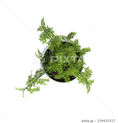 decorative flowers and plants for the interior, top view, isolated on transparent background, 3D illustration, cg render 134425317