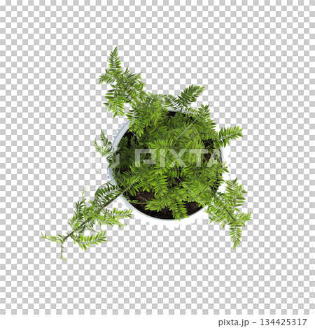 decorative flowers and plants for the interior, top view, isolated on transparent background, 3D illustration, cg render 134425317