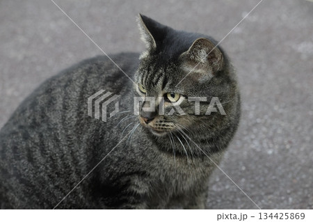 公園ネコ　 134425869