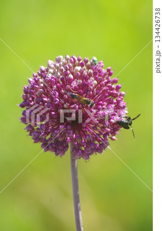 a pink flower closeup view 134426738