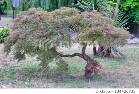 Japanese maple front a view 134426739