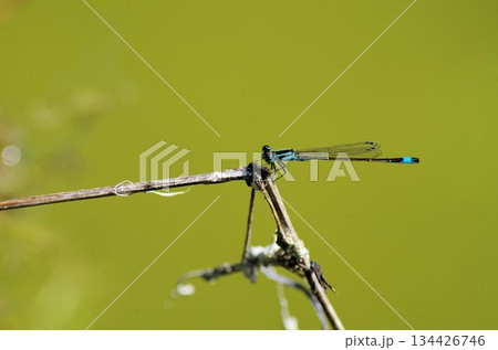 a strange drangonfly on a twig 134426746