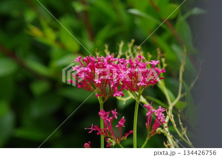 a pink plant closeup view a pink plant closeup view 134426756