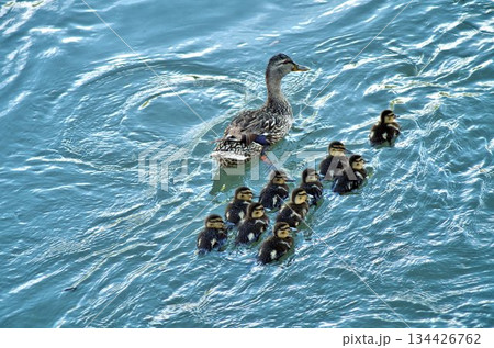 mother duck and its littles mother duck and its littles 134426762