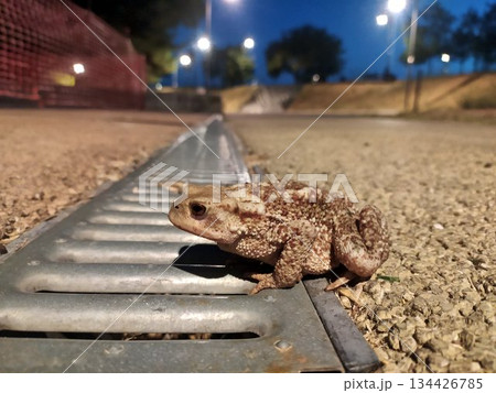grey toad closeup in evening grey toad closeup in evening 134426785