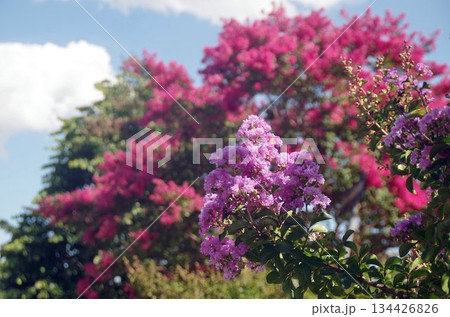 a pink flowers natural scene a pink flowers natural scene 134426826