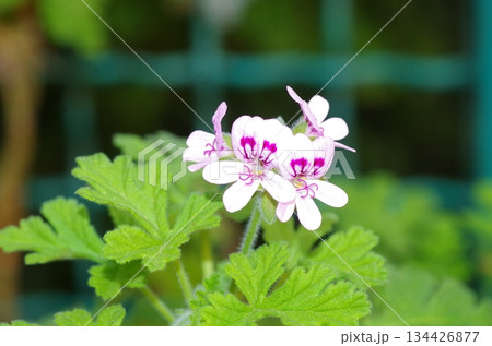 detailed close view of a pink flower detailed close view of a pink flower 134426877