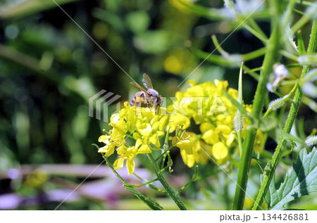 a bee on a yellow flower 134426881