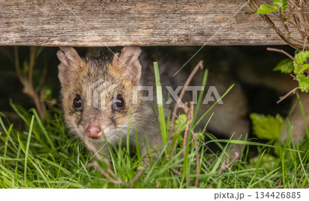 A wild Spotted Quoll looking out from under the decking of a cabin in Tasmania A wild Spotted Quoll looking out from under the decking of a cabin in Tasmania 134426885