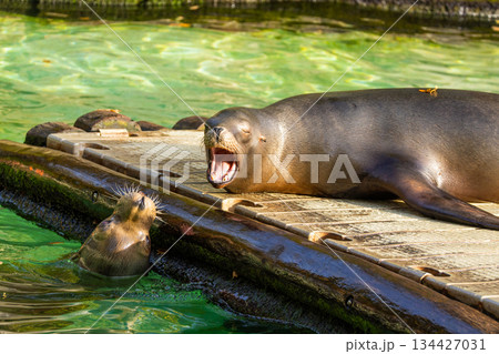 pair of California sea lions bask in sun. Zalophus californianus. 134427031