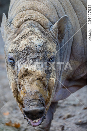Close-up of wild animal with textured skin and striking blue eyes Close-up of wild animal with textured skin and striking blue eyes 134427033