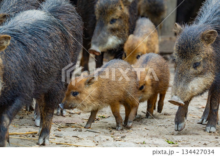 Group of wild animals foraging together in natural habitat with greenery Group of wild animals foraging together in natural habitat with greenery 134427034
