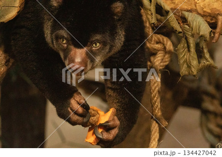 cute wild bear cuscus aulirops ursinus arboreal against blure background. 134427042
