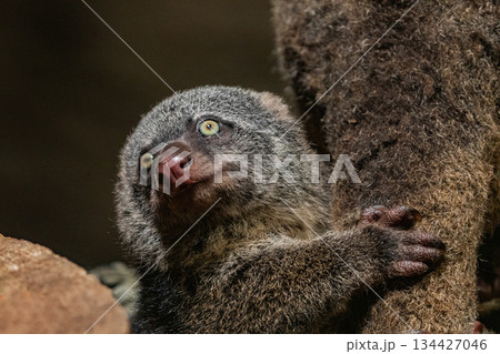 Bear cuscus, Phalanger Maculatus with baby on her back Bear cuscus, Phalanger Maculatus with baby on her back 134427046