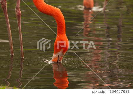 pink flamingo wading in a green pond pink flamingo wading in a green pond 134427051