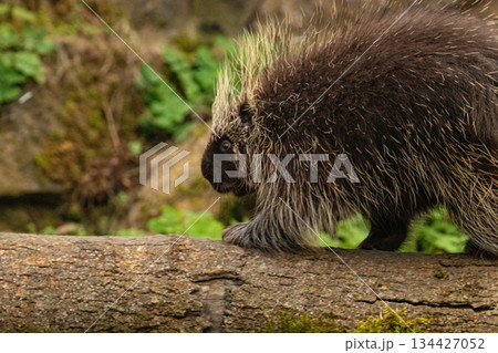 North American Porcupine Erethizon Dorsatum standing tree North American Porcupine Erethizon Dorsatum standing tree 134427052